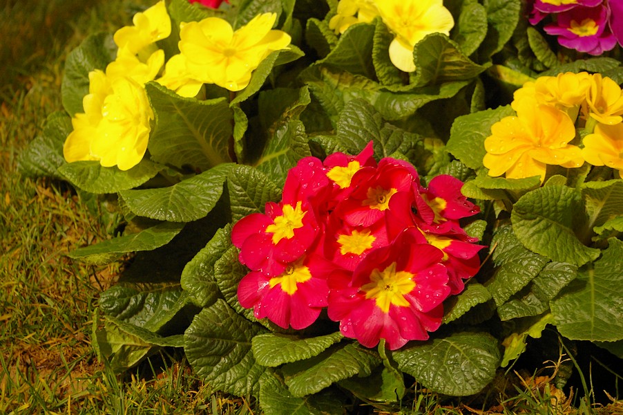 macro fleurs: macro fleurs 006